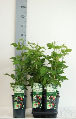 Gervuogė (Lot Rubus frut.) 'Navaho' C3/P19 40-60 CM - nuotrauka 2