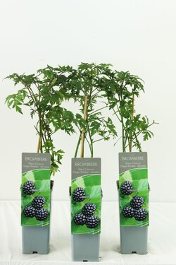 Gervuogė (Lot Rubus frut.) 'Oregon Thornless' C2/P17 30-40 CM | GERVUOGĖS | VAISMEDŽIAI - VAISKRŪMIAI