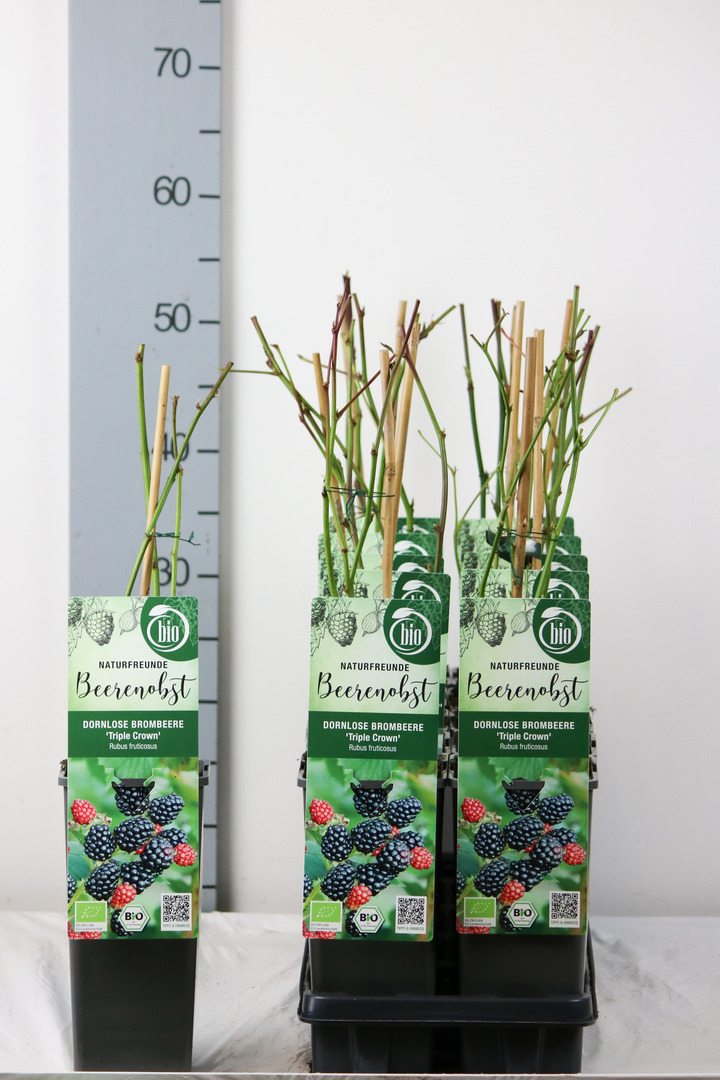 Gervuogė (Lot Rubus frut.) 'Triple Crown' C2/P17 30-35 CM | GERVUOGĖS | VAISMEDŽIAI - VAISKRŪMIAI