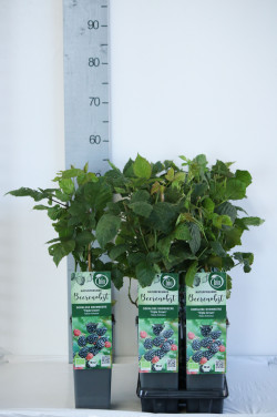 Gervuogė (Lot Rubus frut.) 'Triple Crown' C2/P17 30-35 CM - nuotrauka 2