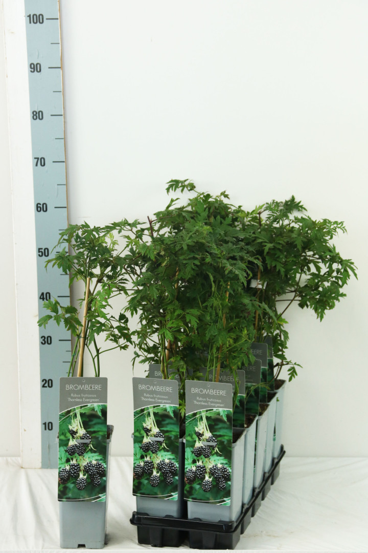 Gervuogė (Lot Rubus frut.) 'Thornless Evergreen' C2/P17 30-40 CM | GERVUOGĖS | VAISMEDŽIAI - VAISKRŪMIAI
