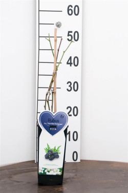 Gervuogė (Lot Rubus frut.) 'Thornless Evergreen' C2/P17 BUSH - nuotrauka 1