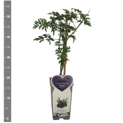 Gervuogė (Lot Rubus frut.) 'Thornless Evergreen' C2/P17 BUSH - nuotrauka 2