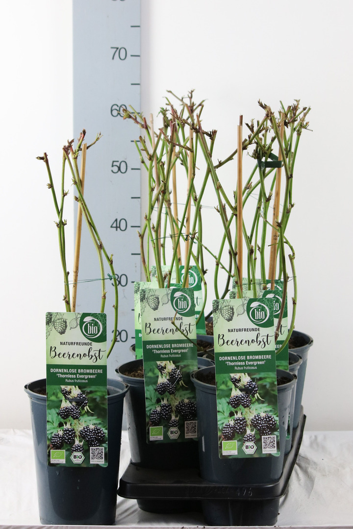 Gervuogė (Lot Rubus frut.) 'Thornless Evergreen' C3/P19 40-50 CM | GERVUOGĖS | VAISMEDŽIAI - VAISKRŪMIAI