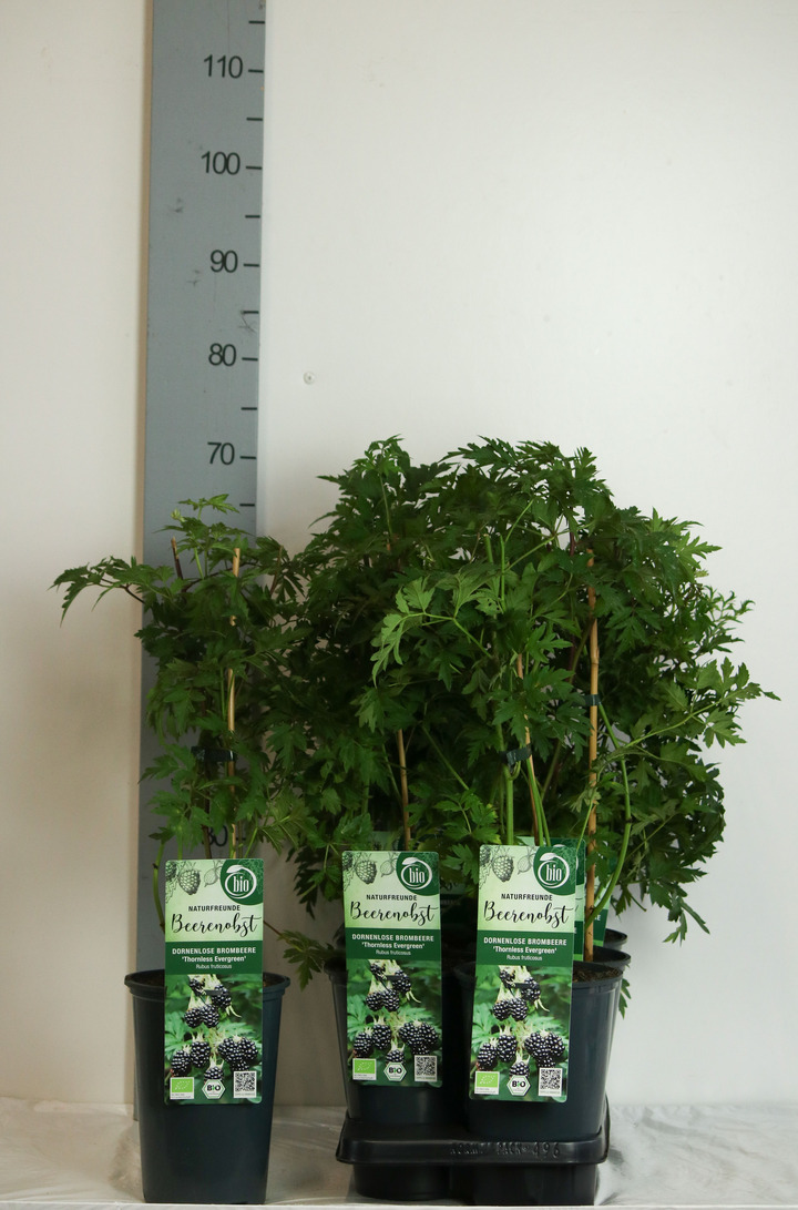 Gervuogė (Lot Rubus frut.) 'Thornless Evergreen' C3/P19 40-50 CM | GERVUOGĖS | VAISMEDŽIAI - VAISKRŪMIAI