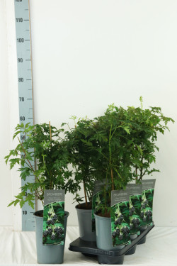 Gervuogė (Lot Rubus frut.) 'Thornless Evergreen' C3/P19 40-60 CM | GERVUOGĖS | VAISMEDŽIAI - VAISKRŪMIAI