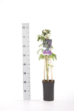 Gervuogė (Lot Rubus frut.) 'Thornless Evergreen' C2,5 70 CM 4 ST(SP) - nuotrauka 1