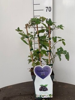 Bedyglė gervuogė (Lot Rubus fruticosus)  C5/P23 BUSH - nuotrauka 2