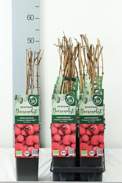 Avietė remontantinė (Lot Rubus idaeus) 'Autumn Belle' C2/P17 30-35 CM - nuotrauka 1