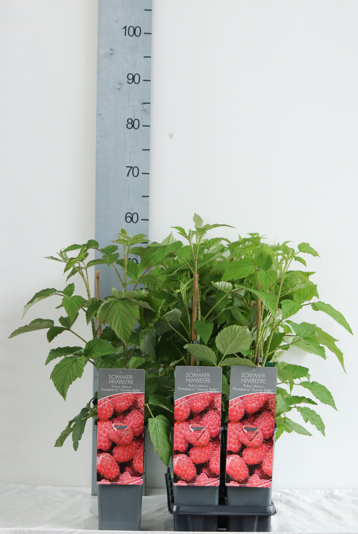 Avietė remontantinė (Lot Rubus idaeus) 'Autumn Belle' C2/P17 30-40 CM | AVIETĖS | VAISMEDŽIAI - VAISKRŪMIAI