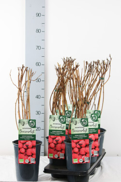 Avietė remontantinė (Lot Rubus idaeus) 'Autumn Belle' C3/P19 40-50 CM - nuotrauka 1