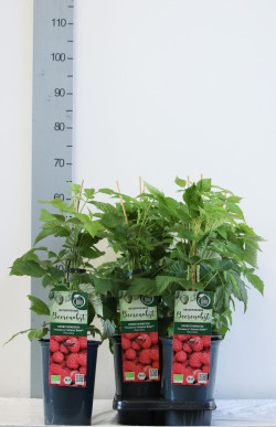 Avietė remontantinė (Lot Rubus idaeus) 'Autumn Belle' C3/P19 40-50 CM - nuotrauka 2