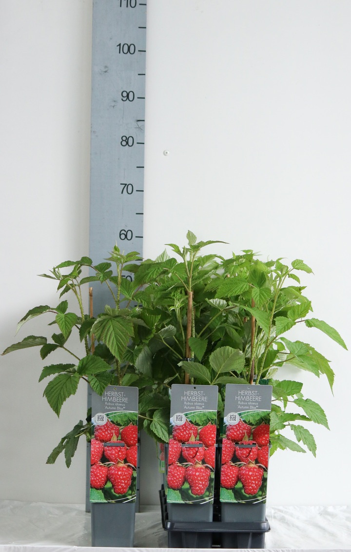 Avietė remontantinė (Lot Rubus idaeus) 'Autumn Bliss' C2/P17 30-40 CM | AVIETĖS | VAISMEDŽIAI - VAISKRŪMIAI