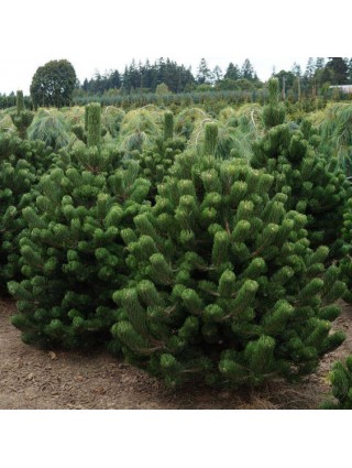 Pušis Juodoji (Lot Pinus Nigra) 'Oregon Green' C5 30-40CM-PUŠYS-SPYGLIUOČIAI
