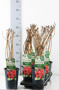Avietė remontantinė (Lot Rubus idaeus) 'Autumn Bliss' C3/P19 40-50 CM - nuotrauka 1