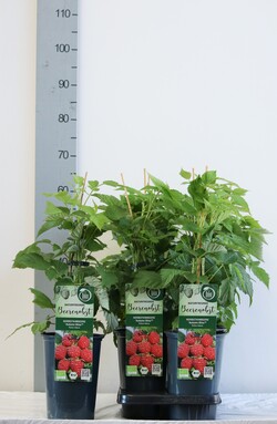 Avietė remontantinė (Lot Rubus idaeus) 'Autumn Bliss' C3/P19 40-50 CM - nuotrauka 2