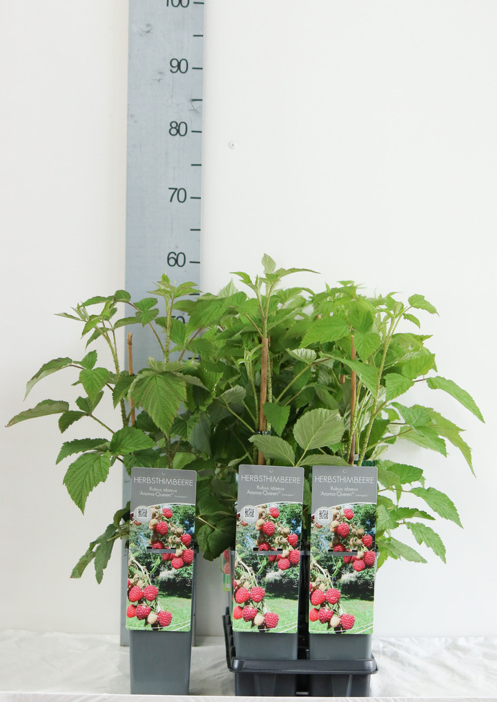 Avietė remontantinė (Lot Rubus idaeus) 'Aroma Queen' C2/P17 30-40 CM | AVIETĖS | VAISMEDŽIAI - VAISKRŪMIAI