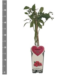 Avietė remontantinė (Lot Rubus idaeus) 'Aroma Queen' C2/P17 BUSH - nuotrauka 2