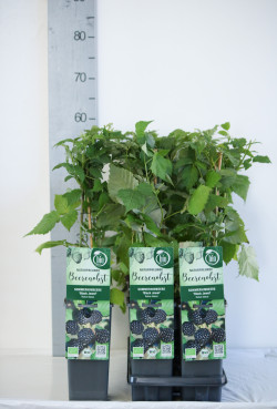 Avietė remontantinė (Lot Rubus idaeus) 'Black Jewel' C2/P17 30-35 CM - nuotrauka 2