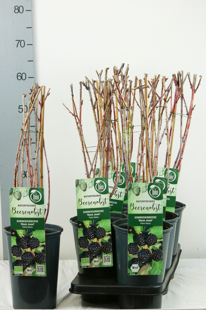 Avietė remontantinė (Lot Rubus idaeus) 'Black Jewel' C3/P19 40-50 CM | AVIETĖS | VAISMEDŽIAI - VAISKRŪMIAI