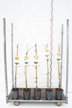 Paprastoji avietė MIX (Lot Rubus idae.)  C4/P21 120 CM STOK