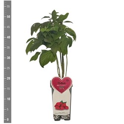 Gervuogė ideaus (Lot Rubus ideaus) 'Enrosadira' C2/P17 BUSH