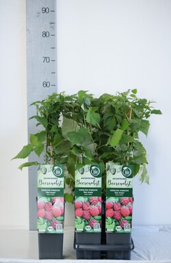 Avietė remontantinė (Lot Rubus idaeus) 'Glen Ample' C2/P17 30-35 CM - nuotrauka 2