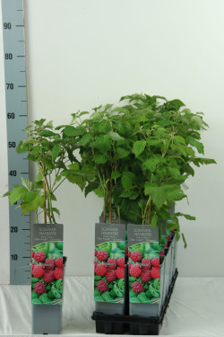 Avietė remontantinė (Lot Rubus idaeus) 'Glen Ample' C2/P17 30-40 CM | AVIETĖS | VAISMEDŽIAI - VAISKRŪMIAI