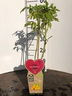 Avietė remontantinė (Lot Rubus idaeus) 'Golden Everest' C2/P17 COLOUR POT