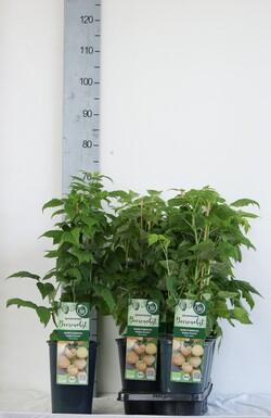 Avietė remontantinė (Lot Rubus idaeus) 'Golden Everest' C3/P19 40-50 CM - nuotrauka 2