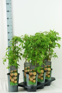 Avietė remontantinė (Lot Rubus idaeus) 'Golden Everest' C3/P19 40-60 CM | AVIETĖS | VAISMEDŽIAI - VAISKRŪMIAI