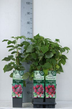 Avietė remontantinė (Lot Rubus idaeus) 'Heritage' C2/P17 30-35 CM - nuotrauka 2