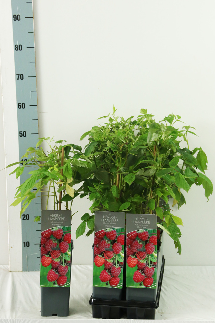 Avietė remontantinė (Lot Rubus idaeus) 'Heritage' C2/P17 30-40 CM | AVIETĖS | VAISMEDŽIAI - VAISKRŪMIAI