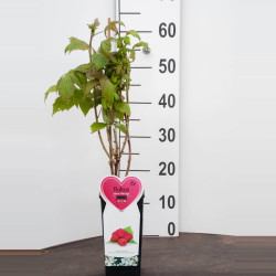 Avietė remontantinė (Lot Rubus idaeus) 'Heritage' C2/P17 COLOUR POT