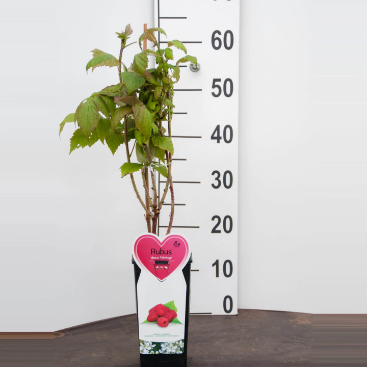 Avietė remontantinė (Lot Rubus idaeus) 'Heritage' C2/P17 COLOUR POT