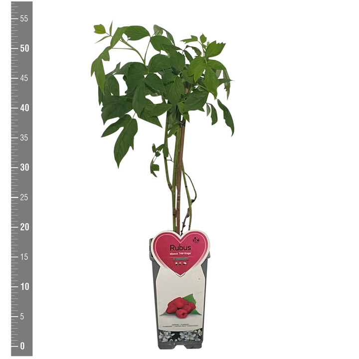 Avietė remontantinė (Lot Rubus idaeus) 'Heritage' C2/P17 | AVIETĖS | VAISMEDŽIAI - VAISKRŪMIAI