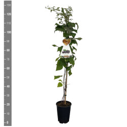 Avietė remontantinė (Lot Rubus idaeus) 'Juwel Black' C4/P21 120 CM STOK