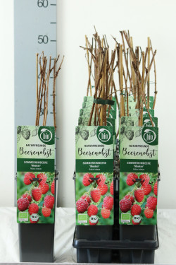 Avietė remontantinė (Lot Rubus idaeus) 'Meeker' C2/P17 30-35 CM - nuotrauka 1