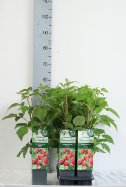 Avietė remontantinė (Lot Rubus idaeus) 'Meeker' C2/P17 30-35 CM - nuotrauka 2