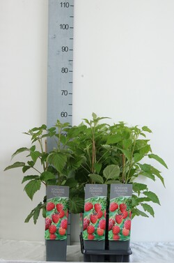 Avietė remontantinė (Lot Rubus idaeus) 'Meeker' C2/P17 30-40 CM | AVIETĖS | VAISMEDŽIAI - VAISKRŪMIAI