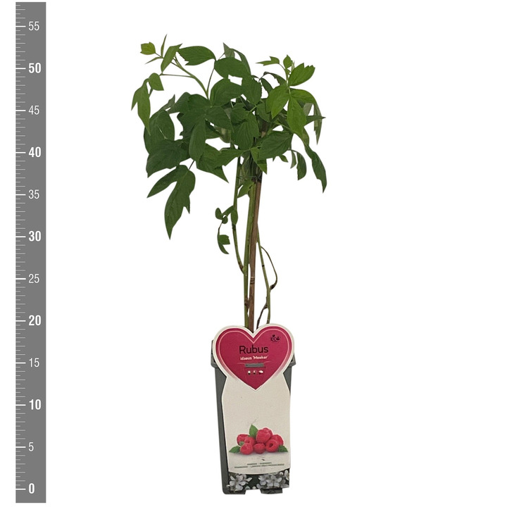 Avietė remontantinė (Lot Rubus idaeus) 'Meeker' C2/P17 | AVIETĖS | VAISMEDŽIAI - VAISKRŪMIAI