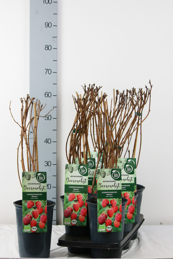 Avietė remontantinė (Lot Rubus idaeus) 'Meeker' C3/P19 40-50 CM | AVIETĖS | VAISMEDŽIAI - VAISKRŪMIAI