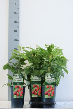 Avietė remontantinė (Lot Rubus idaeus) 'Meeker' C3/P19 40-50 CM - nuotrauka 2