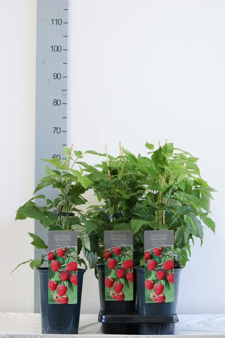 Avietė remontantinė (Lot Rubus idaeus) 'Malling Promise' C3/P19 40-60 CM | AVIETĖS | VAISMEDŽIAI - VAISKRŪMIAI
