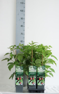 Paprastoji avietė (Lot Rubus id.) 'Primeberry Autumn First' C2/P17 30-35 CM | AVIETĖS | VAISMEDŽIAI - VAISKRŪMIAI