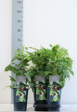Paprastoji avietė (Lot Rubus id.) 'Primeberry Autumn First' C3/P19 40-60 CM | AVIETĖS | VAISMEDŽIAI - VAISKRŪMIAI