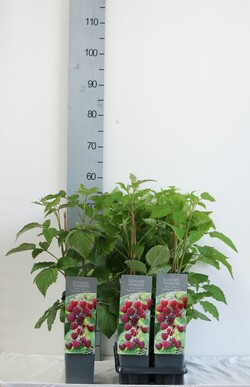 Avietė remontantinė (Lot Rubus idaeus) C2/P17 30-40 CM | AVIETĖS | VAISMEDŽIAI - VAISKRŪMIAI