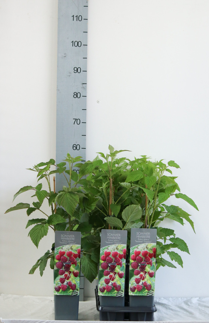 Avietė remontantinė (Lot Rubus idaeus) C2/P17 30-40 CM | AVIETĖS | VAISMEDŽIAI - VAISKRŪMIAI