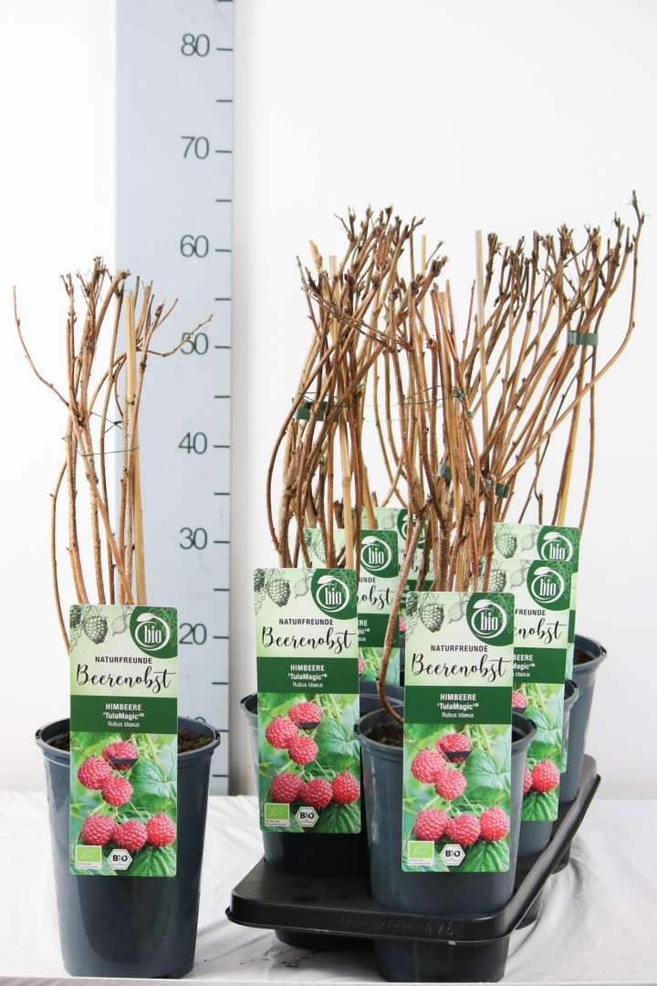 Paprastoji avietė (Lot Rubus id.) 'TulaMagic' C3/P19 40-50 CM | AVIETĖS | VAISMEDŽIAI - VAISKRŪMIAI