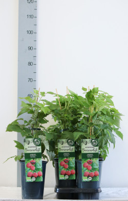 Paprastoji avietė (Lot Rubus id.) 'TulaMagic' C3/P19 40-50 CM - nuotrauka 2